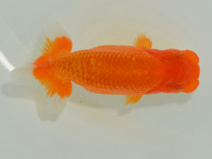 埼玉らんちう会　取締一　今井茂男　さいたま市