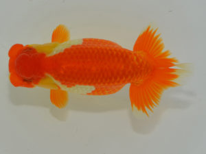 埼玉らんちう会　西大関　内田　徹　久喜市