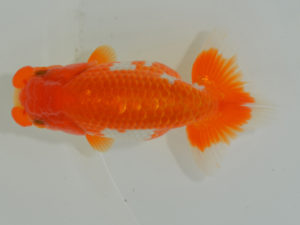 埼玉らんちう会　立行司　馬場明栄　伊奈町