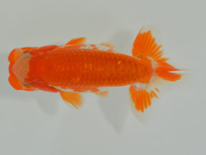 埼玉らんちう会　取締一　山口辰也　久喜市