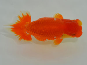 埼玉らんちう会　取締二　内田　徹　久喜市