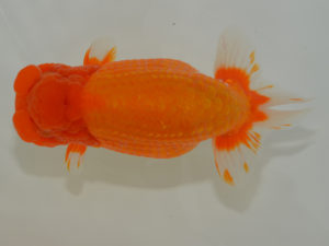 埼玉らんちう会　東大関　惣川正気　行田市