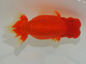 埼玉らんちう会　西大関　内田　徹　久喜市