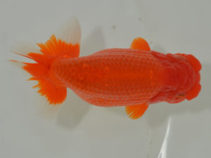 埼玉らんちう会　取締一　鈴木一男　さいたま市