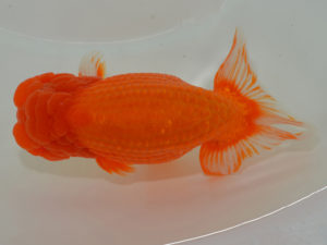 埼玉らんちう会　取締二　國分賢一　郡山市