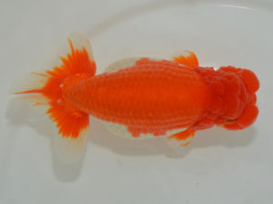 埼玉らんちう会　東大関　菅間京一　川越市