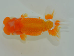 埼玉らんちう会　西大関　田巻洋一郎　さいたま市