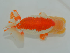 埼玉らんちう会　取締一　松田栄太郎　東松山市