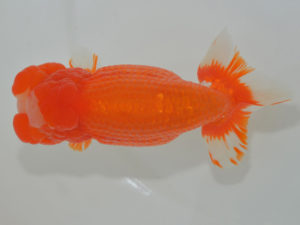 埼玉らんちう会　取締二　鈴木一男　さいたま市