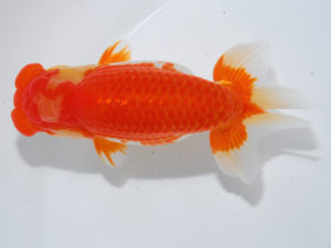 西部本部　東大関　清水正雄　山口