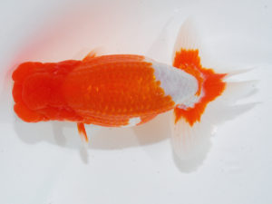 西部本部 勧進元一　津島洋介　愛媛