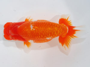 西部本部 勧進元二　武下喜一　愛媛