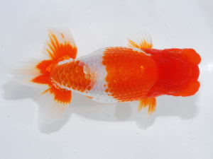 西部本部 行司一　丹下　常　愛媛