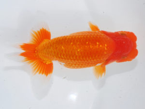 西部本部 行司二　西口武志　大阪