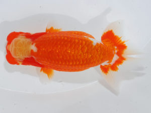 西部本部 脇行司二　津島洋介　愛媛