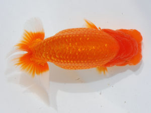 西部本部 西関脇　松本好考　愛媛