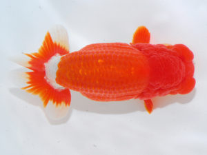 西部本部　東大関　中田　衛　広島