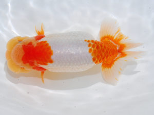 西部本部 勧進元二　浦田智和　熊本