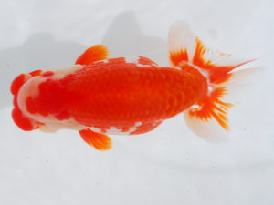 西部本部 行司一　田中健太郎　鳥取