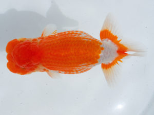 西部本部 行司二　金子博昭　山口