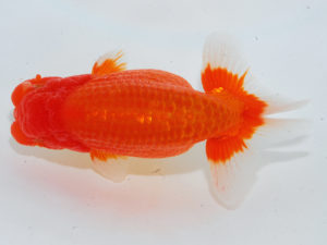 西部本部 行司三　山口人史　愛媛