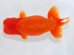 西部本部 脇行司一　谷口　弘　岡山