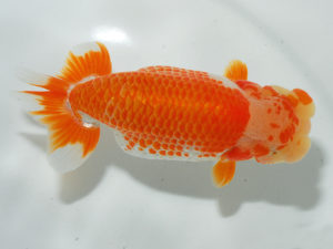 西部本部 脇行司二　篠原　敬　徳島