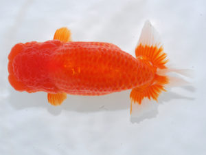 西部本部　西大関　白川成也　岡山