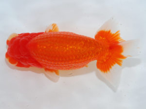 西部本部　東取締　中島健一郎　岡山