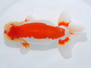 西部本部　西取締　石井節生　福岡