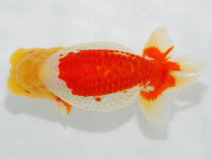 西部本部 西関脇　谷澤清隆　香川