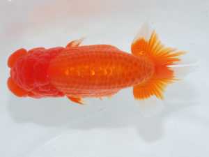 西部本部 東小結　井上松雄　大分