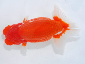 西部本部 西小結　藤野　武　香川