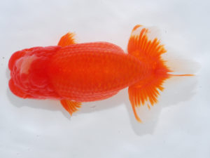 西部本部 勧進元一　清水正雄　山口