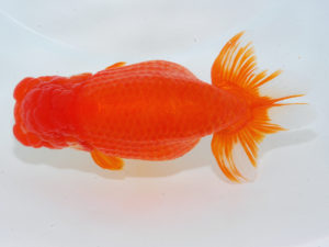 西部本部 勧進元二　清水正雄　山口