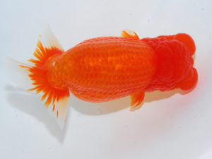 西部本部 行司一　竹内誠司　愛媛