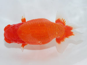 西部本部 行司二　猪尾正紀　兵庫