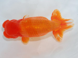 西部本部 行司三　谷澤清隆　香川