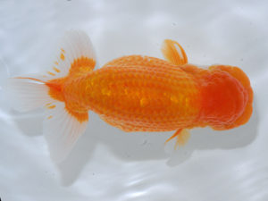 西部本部 脇行司一　高野宮　章　愛媛