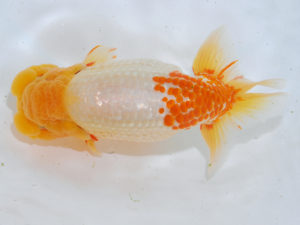 西部本部 脇行司二　竹内誠司　愛媛