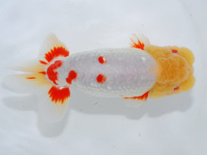 錦蘭会　西大関　岩崎正樹　香川