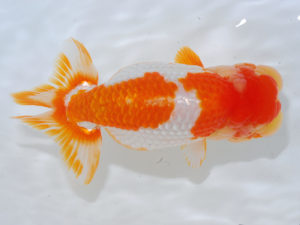 錦蘭会　立行司　胡本佳孝　岡山