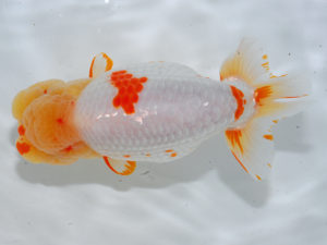 錦蘭会　東取締　田中　勉　香川