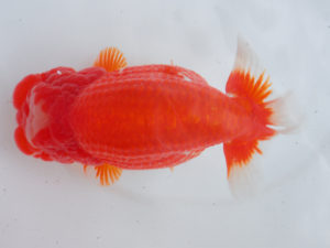 錦蘭会　西取締　藤原　繁　広島