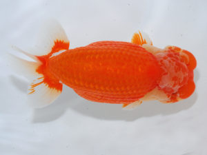 西部本部 東関脇　池田陽一郎　福岡