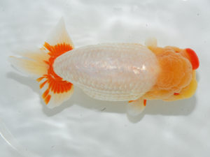 西部本部 西関脇　中島健一郎　岡山