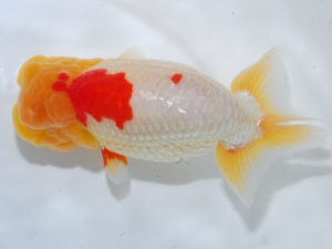 西部本部 東小結　小田正志　京都