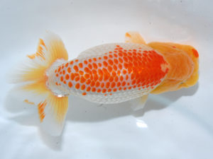 西部本部 西小結　笹井史治　広島