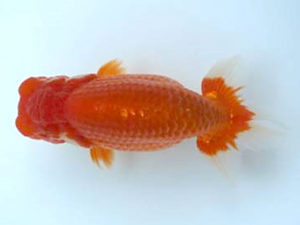 優らん会　東大関　西出　茂　加賀市