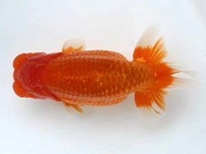 優らん会　西大関　寺越良市　小松市